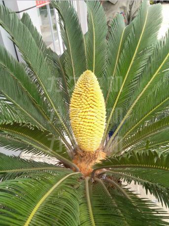 力久電機鐵樹花 力久電機鐵樹花